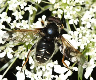 Sericomyia militaris