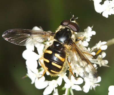 Sericomyia chrysotoxoides