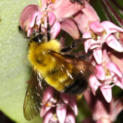 Confusing Bumble Bee - Bombus perplexus