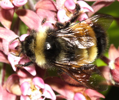 Yellowbanded Bumble Bee - Bombus terricola