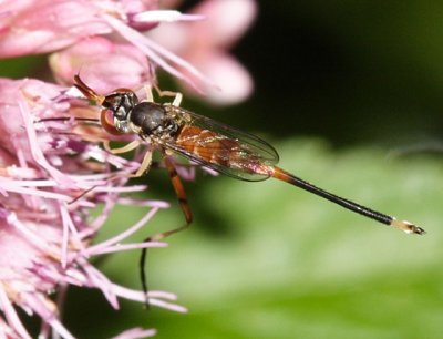 Stylogaster neglecta