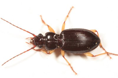 Patrobus longicornis