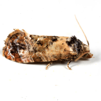 3776  Hoffmans Cochlid Moth  Cochylis hoffmanana