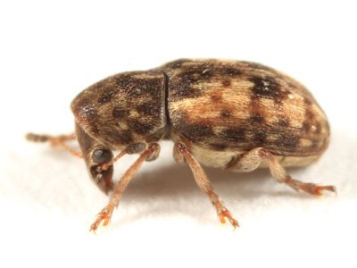 Trigonorhinus sticticus