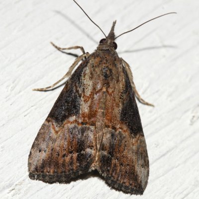 8465 -- Green Cloverworm Moth -- Plathypena scabra