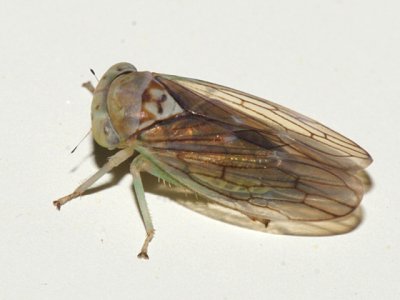 Leafhoppers genus Populicerus