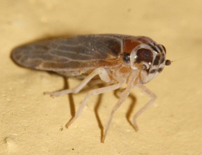 Synecdoche impunctata