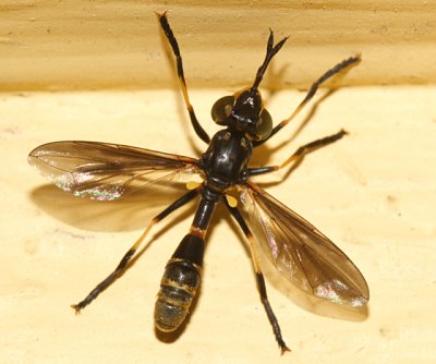 Physoconops obscuripennis