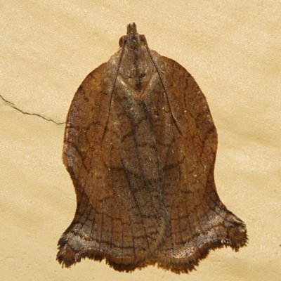 3658 - Omnivorous Leafroller - Archips purpurana