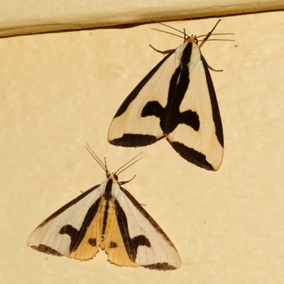 8107 - Clymene Moths - Haploa clymene