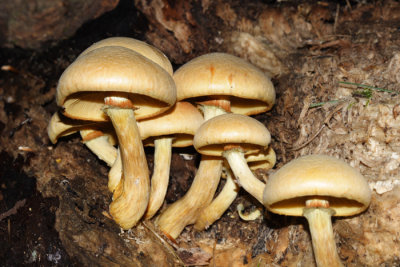 Gymnopilus luteus