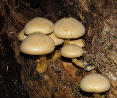 Gymnopilus luteus