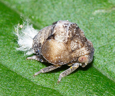 Acanalonia bivittata (nymph)