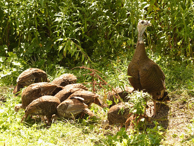 Wild Turkey - Meleagris gallopavo