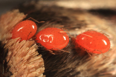 Erythraeidae - Callidosoma sp.