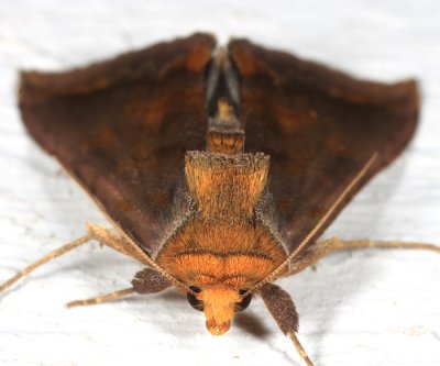 8898 - Unspotted Looper Moth - Allagrapha aerea