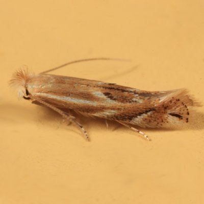 0522 - Bucculatrix angustata