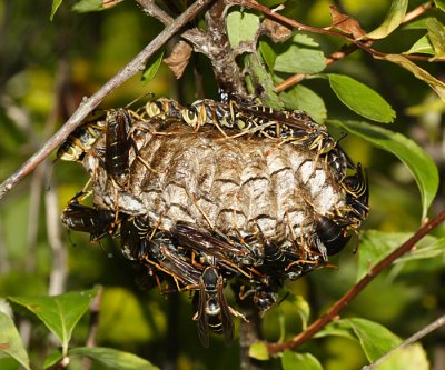 Northern Paper Wasps - Polistes fuscatus