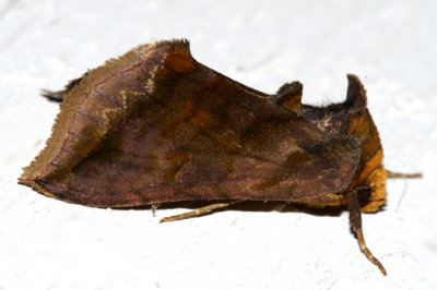 8898 - Unspotted Looper Moth - Allagrapha aerea