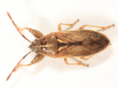 Oedancala dorsalis