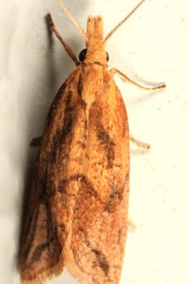 3755.1  Aethes biscana