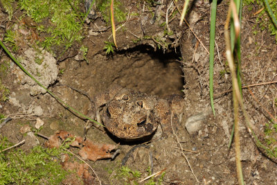 American Toad (Anaxyrus americanus) in a hole