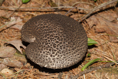  Old-Man-of-the-Woods Strobilomyces strobilaceus 