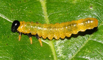 Willow Oak Sawfly - Arge quidia