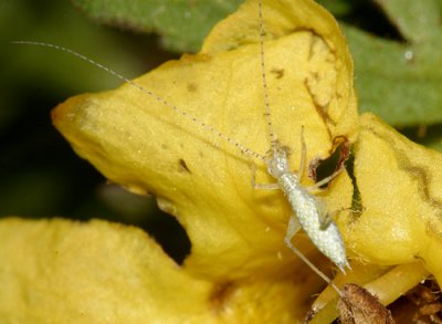 Snowy Tree Cricket  - Oecanthus fultoni (nymph)