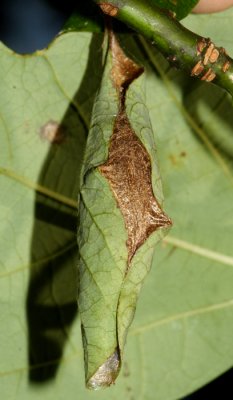 7764 - Promethea Moth (pupa) - Callosamia promethea