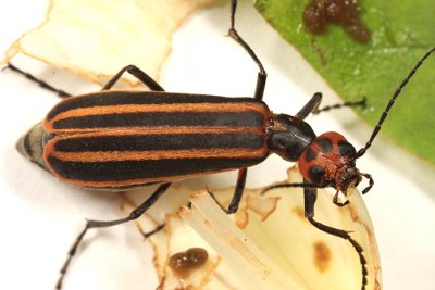 Striped Blister Beetle - Epicauta vittata