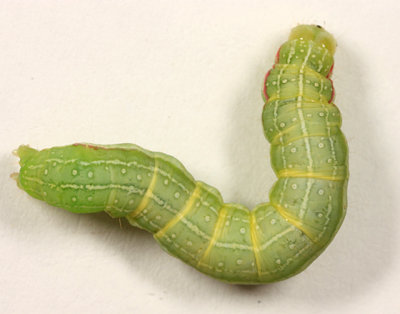 9065 - Green Leuconycta - Leuconycta diphteroides