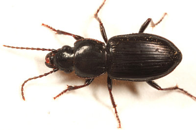 Pterostichus pensylvanicus