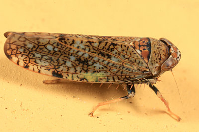 Leafhoppers genus Orientus
