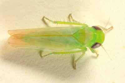 Leafhoppers genus Empoasca