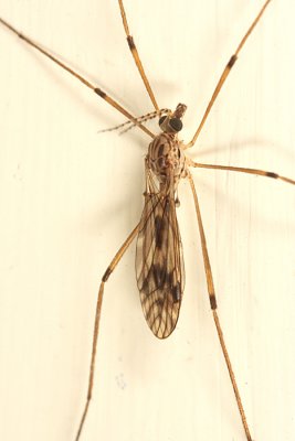 Tipula hermannia