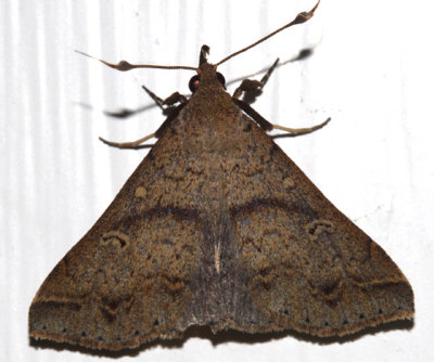 8381 - Discolored Renia Moth - Renia discoloralis