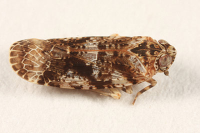 Catonia cinctifrons