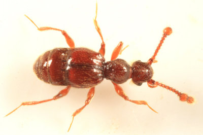 Batrisodes lineaticollis