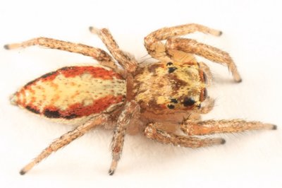 Dimorphic Jumping Spider - Maevia inclemens