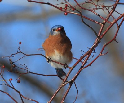 Eastern Bluebird - Sialia sialis