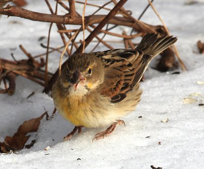 Dickcissel - Spiza americana