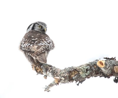 Northern Hawk Owl - Surnia ulula