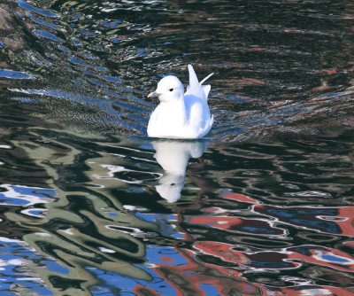 Ivory Gull - Pagophila eburnea