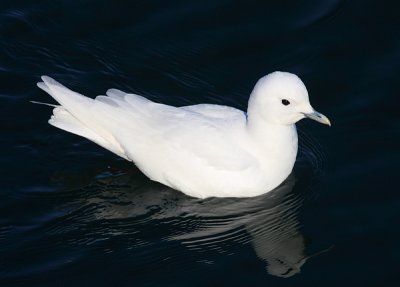 Ivory Gull - Pagophila eburnea