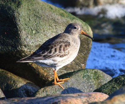 Purple Sandpiper - Calidris maritima