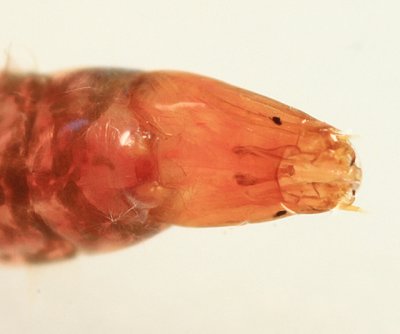 Clinotanypus sp.
