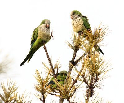 Monk Parakeet - Myiopsitta monachus