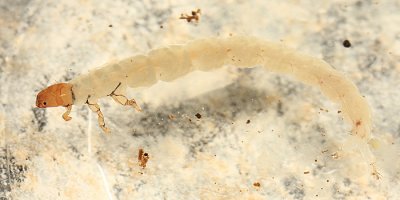 Caddisflies - Dipseudopsidae