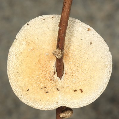 Trametes conchifer (Little Nest Polypore)